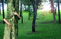 Urban Forest