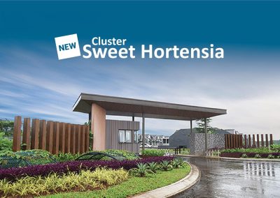 Cluster New Sweet Hortensia